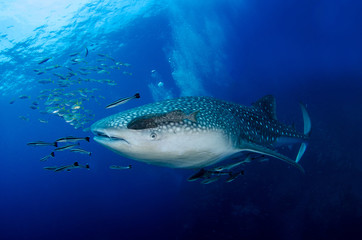 Whale Shark, Rhincodon Typus