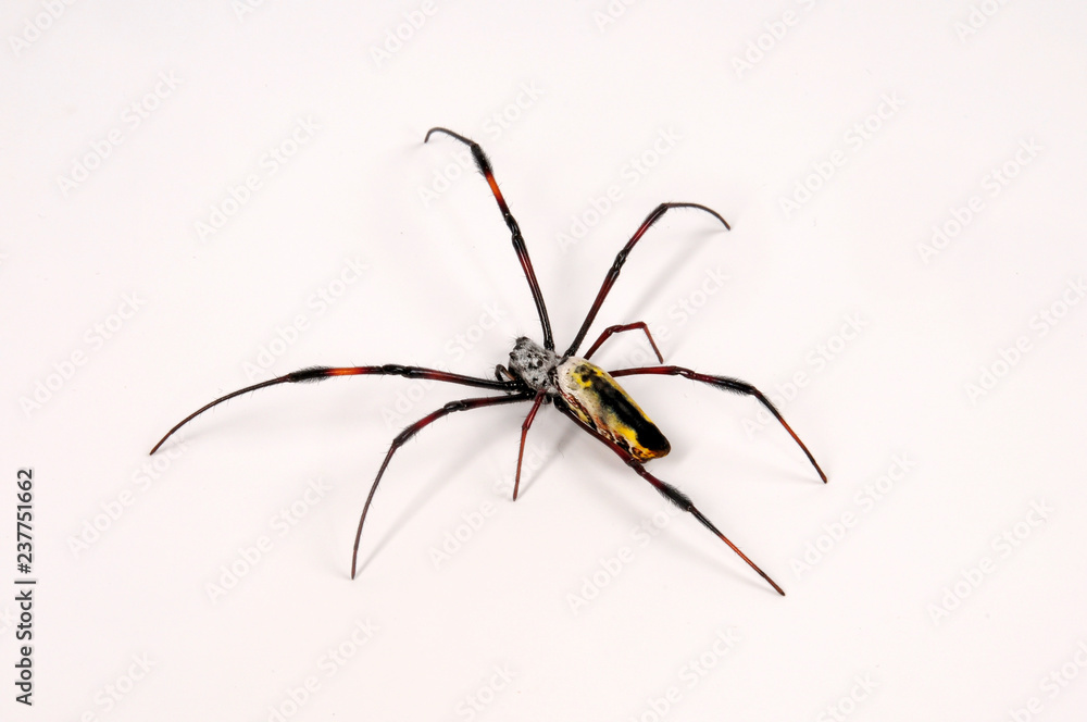 Wall mural weibliche Seidenspinne (Nephila sp.) - silk orb-weaver