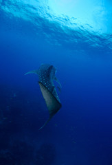 Fototapeta premium Whale Shark, Rhincodon Typus