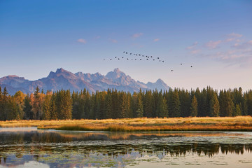 Flock of birds flying over lake