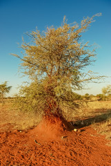 Termite mound in the red Kalahari desert. Giant termites. Namibia. Africa.