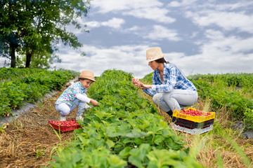 Mother and her child picking strawberries