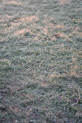 Frost on green grass in the winter garden. Winter background with selective focus
