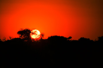 Obraz premium Sunset on the red Kalahari desert with a sand path and bushes in southern Namibia, Africa