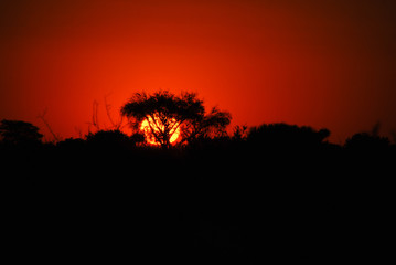 Sunset on the red Kalahari desert with a sand path and bushes in southern Namibia, Africa