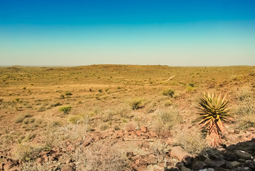 Landscape of the Kalahari desert with an Aloe tree in Namibia, Africa