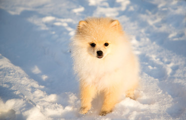 Obraz premium Pomeranian dog in the snow. German Spitz on the snow. In the morning. In the sun.