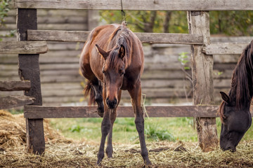 Young bay horse walks in summer pens