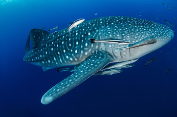 Naklejka premium Whale Shark, Rhincodon Typus