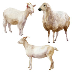 Watercolor illustration, set. Farm animals, sheep, goats.