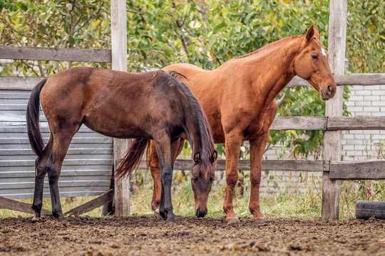 Beautiful horses walk in the paddock in the summer