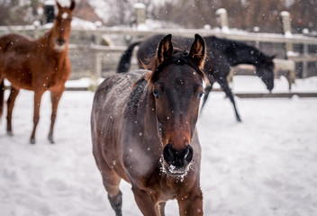 Beautiful horses walk in the winter during a snowfall
