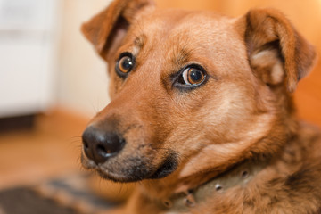 Red dog close up. A pet. favorite animal.