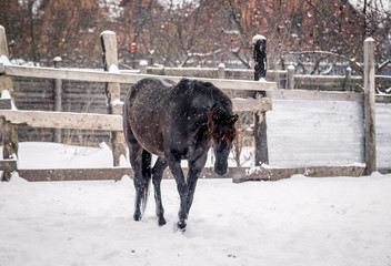 Beautiful horses walk in the winter during a snowfall