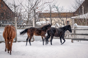 Young bay horse frolics in the snow in winter