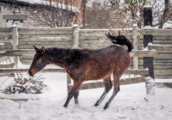 Young bay horse frolics in the snow in winter