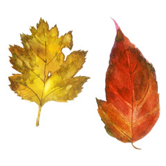 Watercolor illustration, image of autumn leaves in yellow and red color, set.