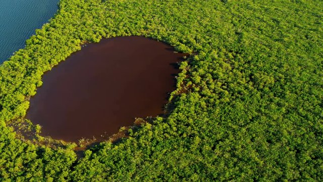 Aerial waters within the mangrove thickets are nurseries for fish mollusk and crustacean larvae that require sheltered environment 