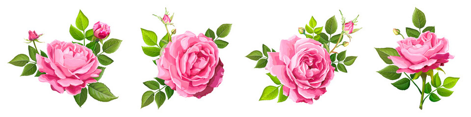 Fototapeta premium Lovely rose flower