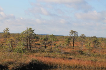 Yelnya fog (Yelnya National Landscape Reserve), Belarus