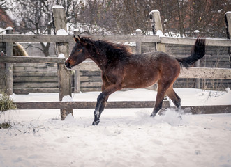 Young bay horse frolics in the snow in winter