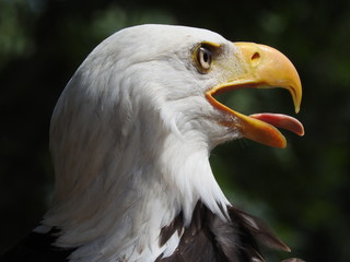 american eagle, bold eagle, head portrait close up, silhouette, open beak, green background