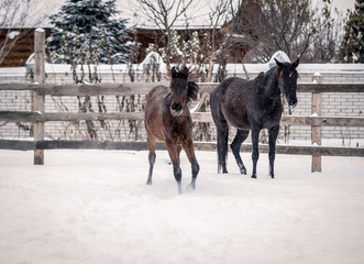 Fototapeta premium Young bay horse frolics in the snow in winter