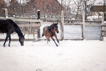 Young bay horse frolics in the snow in winter