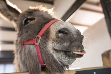 Cheeky donkey with tongue sticking out