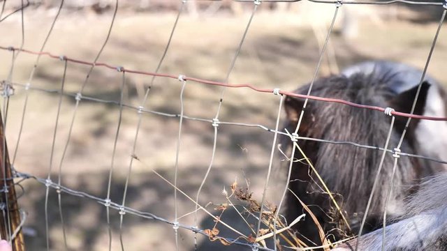 Clip of adorable Shetland ponies being fed some straw hay through the fence. Shot in 4k 60fps.