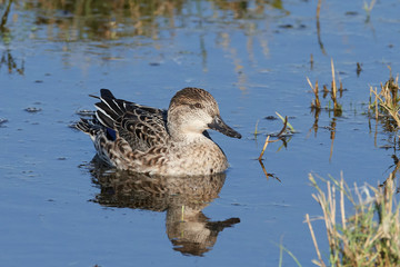 Eurasian teal (Anas crecca)