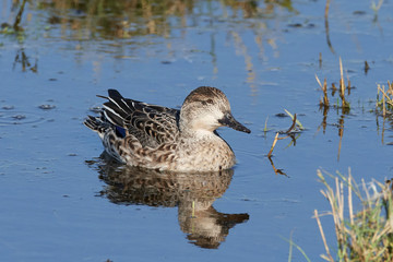 Fototapeta premium Eurasian teal (Anas crecca)