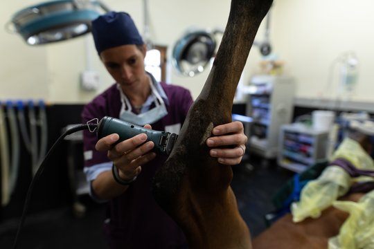 Surgeon trimming horse skin in hospital