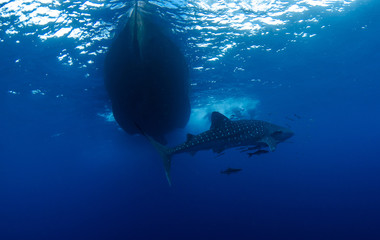 Whale shark (Rhincodon typus) accompanied by several remoras under a diving boat in Koh Tao, Thailand