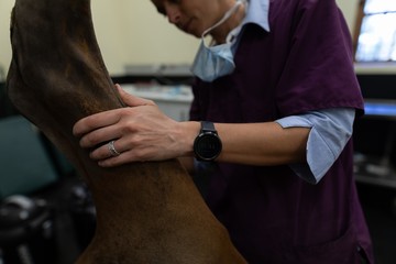 Surgeon examining a horse in operation theatre