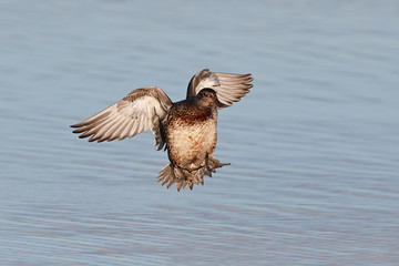 Eurasian teal (Anas crecca)