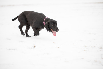 Cocker spaniel running in snow 5