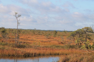 Yelnya fog (Yelnya National Landscape Reserve), Belarus
