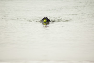 Dog swimming in the sea with tennis ball in mouth