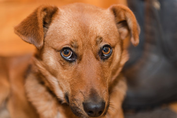 Red dog close up. A pet. favorite animal.