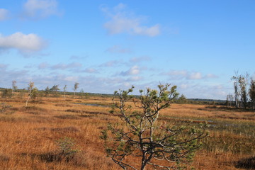 Yelnya fog (Yelnya National Landscape Reserve), Belarus