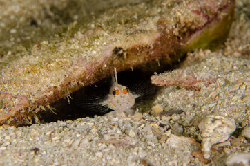 Signalfin/Flasher goby (Fusigobius signipinnis) sheltered on a sandy bottom of the coral reef in...