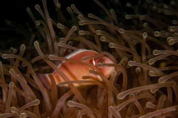 Nosestripe anemonefish, Amphiprion akallopisos