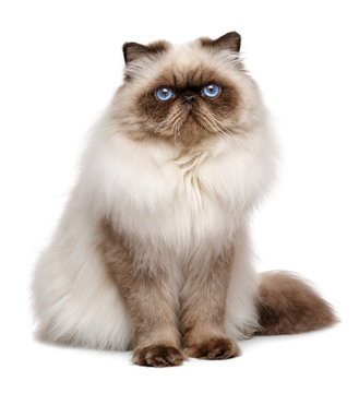 Beautiful 1 year old seal colourpoint persian cat