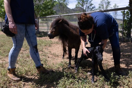 Medical teams holding a young horse in the farm