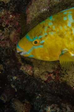 Closeup of the Blue-barred/green blotched parrotfish (Scarus ghobban) on the coral reefs of Koh Tao, Thailand