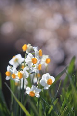 梅が咲く季節で丘の上に咲いた水仙