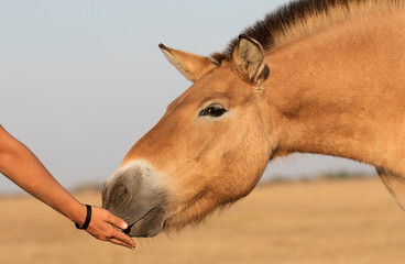 wild horses of Przewalski