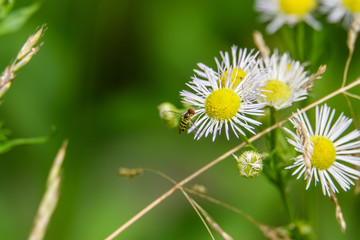 Flower Fly Flying to Fleabane Flowers