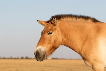 wild horses of Przewalski